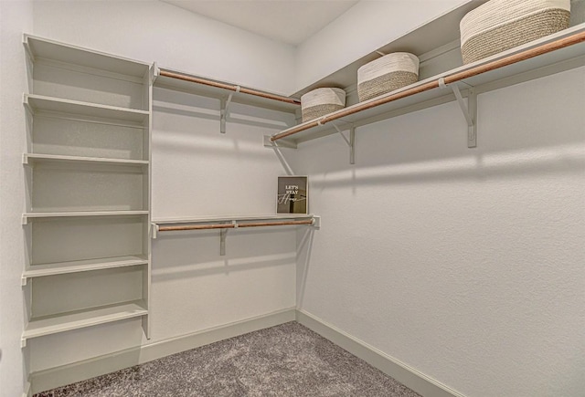 spacious closet featuring carpet floors