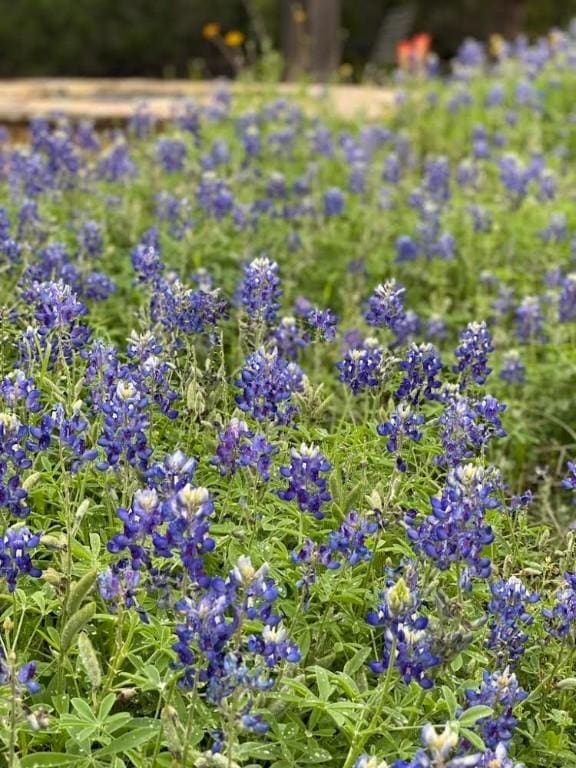 13601 Paisano Trl, Austin, TX 78737 - view of landscape