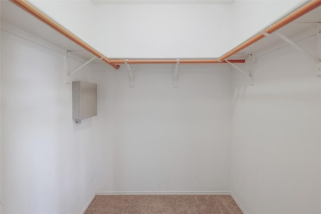 2204 Rick Whinery Dr, Austin, TX 78728 - spacious closet with carpet