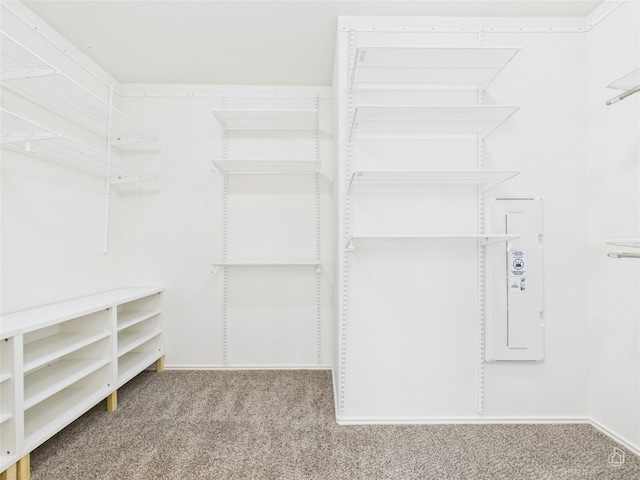 3113 Windy Vane Dr, Pflugerville, TX 78660 - walk in closet with carpet flooring