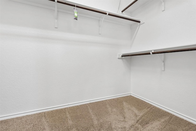 walk in closet featuring carpet