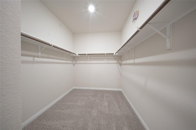 1850 Settlers Glen Dr Unit 904, Round Rock, TX 78665 - walk in closet with carpet floors