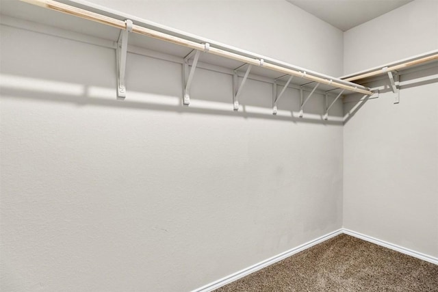 8516 Cantera Ridge Rd, Temple, TX 76502 - walk in closet with carpet floors