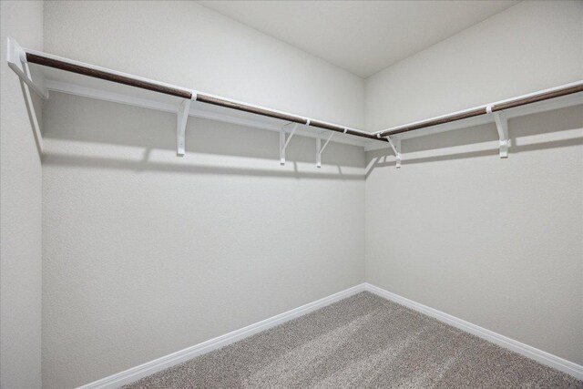 walk in closet with carpet floors