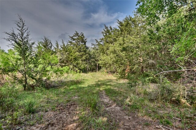 TBD(43.65Acres) County Road 126, Caldwell, TX 77836 - photo 4