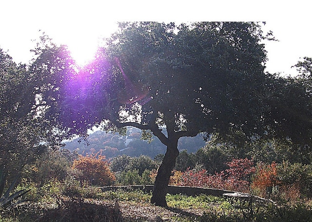 view of local wilderness