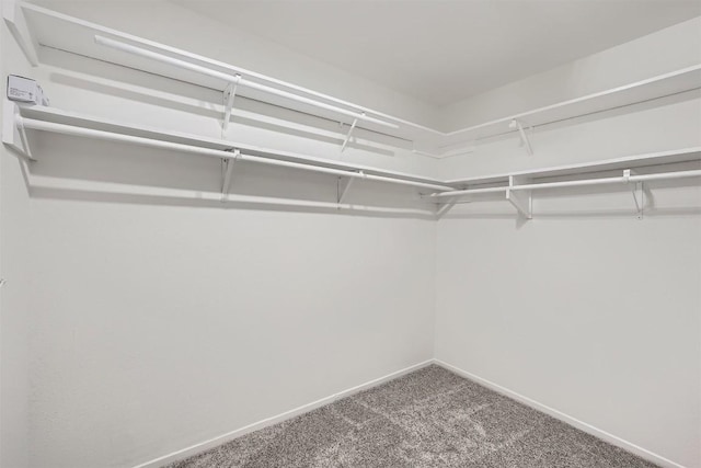 walk in closet with carpet flooring