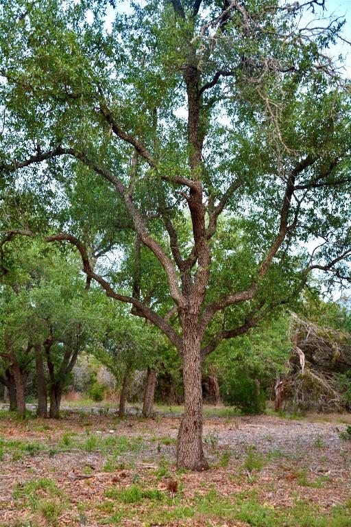 201 Medlin Creek Loop, Dripping Springs, TX 78620 - photo 13