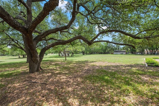 1609 Oak Forest Dr, Round Rock, TX 78681 - view of grassy yard
