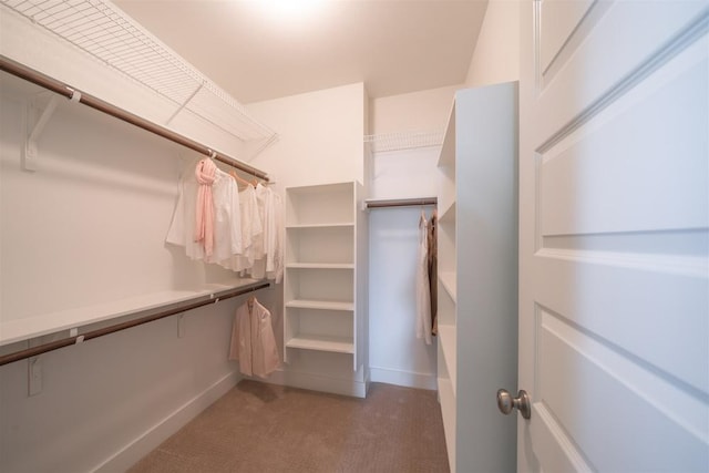spacious closet featuring carpet