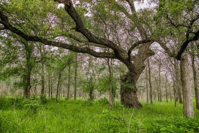 TBD(349.84Acres) County Road 125, Ledbetter, TX 78946 - photo 6