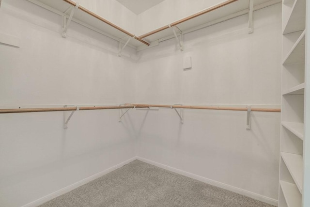 spacious closet featuring carpet