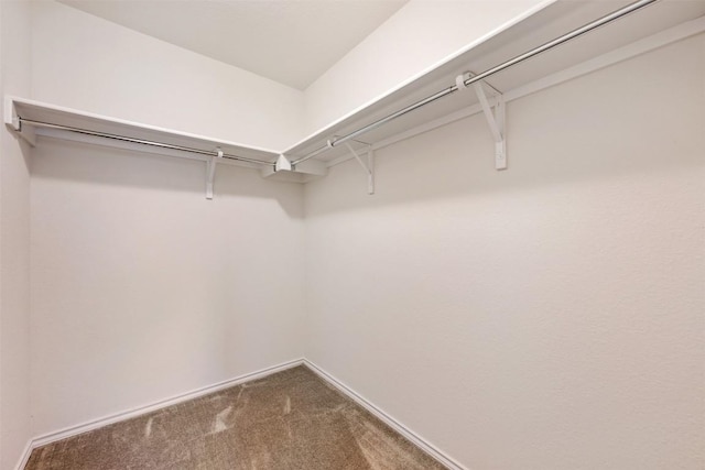 spacious closet with carpet flooring