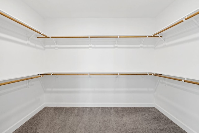 829 Expedition Way, Round Rock, TX 78665 - spacious closet featuring carpet floors