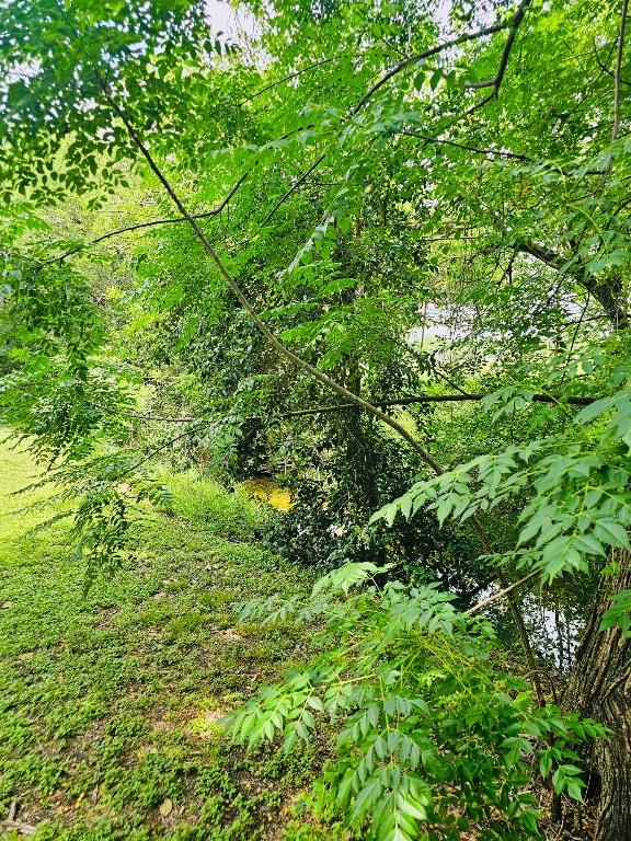view of local wilderness