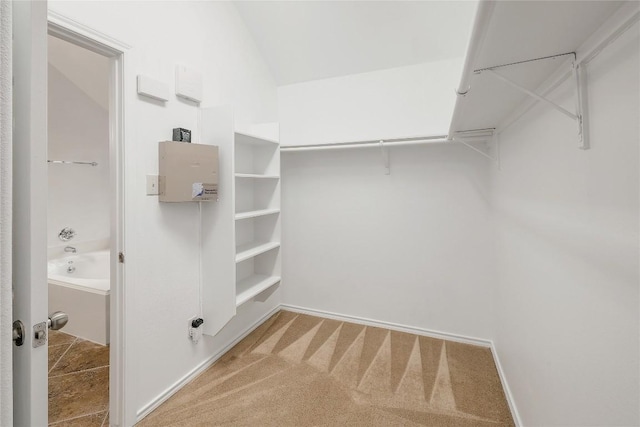 spacious closet featuring carpet