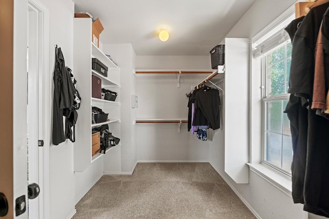 walk in closet featuring carpet flooring