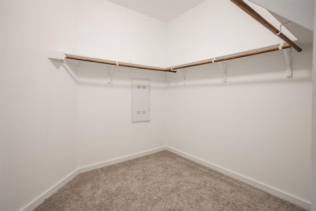 spacious closet featuring carpet flooring