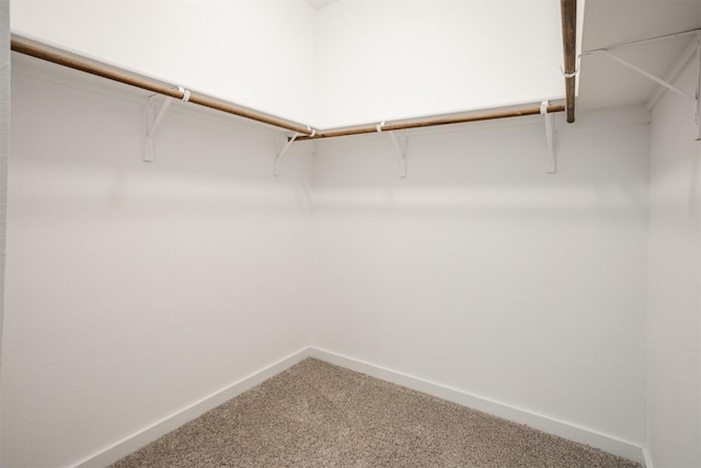 walk in closet with carpet flooring