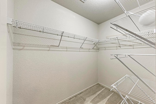 spacious closet featuring carpet flooring