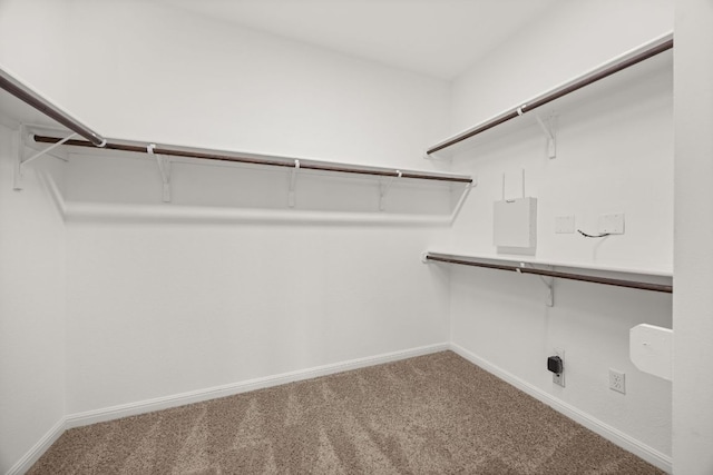 spacious closet featuring carpet