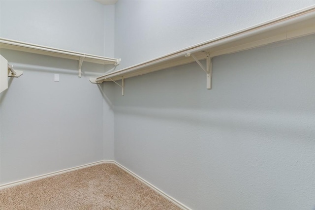 spacious closet featuring carpet floors