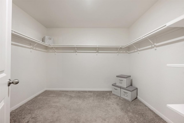 spacious closet with carpet flooring
