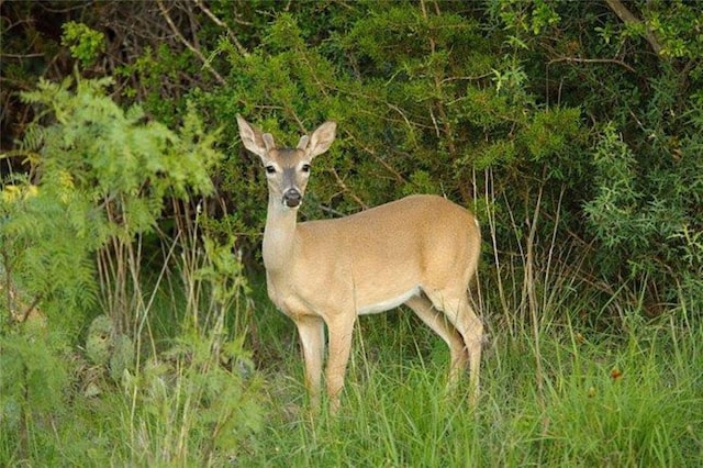LOT118 Overlook Pkwy, Horseshoe Bay, TX 78657