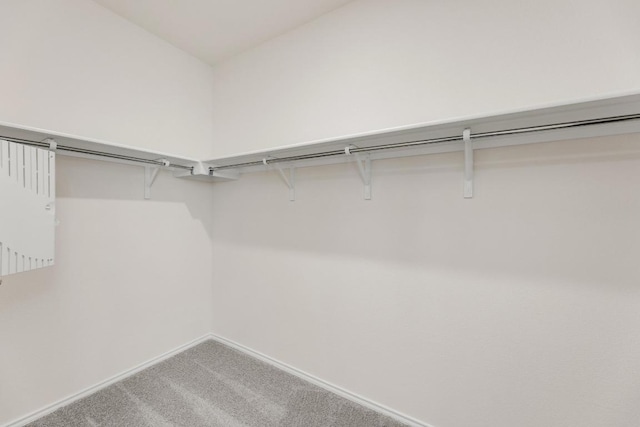 walk in closet featuring carpet flooring