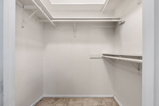 walk in closet with carpet floors