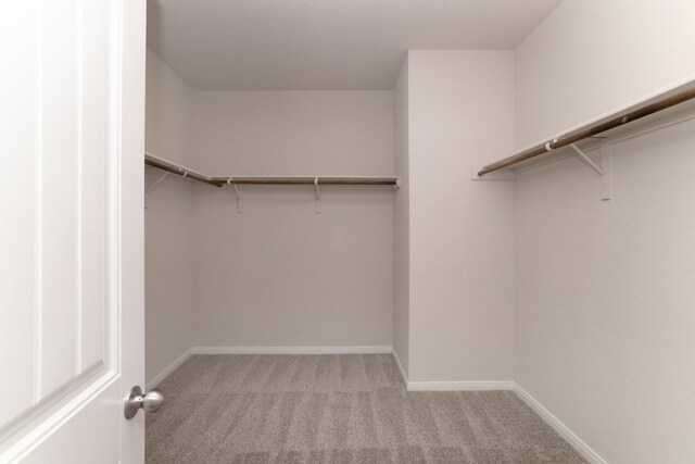 spacious closet featuring carpet flooring