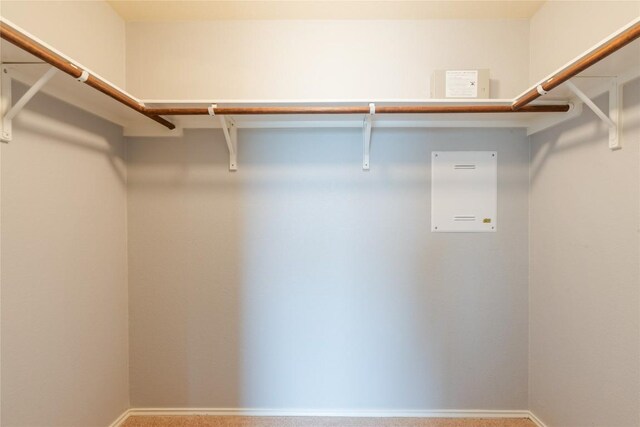 spacious closet featuring carpet flooring