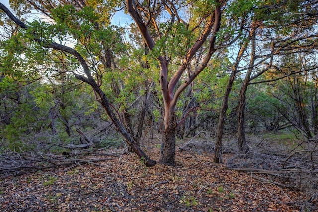 297 White Ranch Rd, Blanco, TX 78606 - view of woods