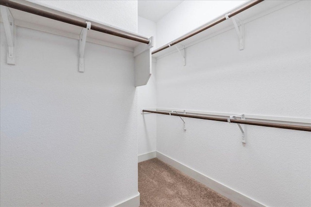 walk in closet featuring carpet flooring