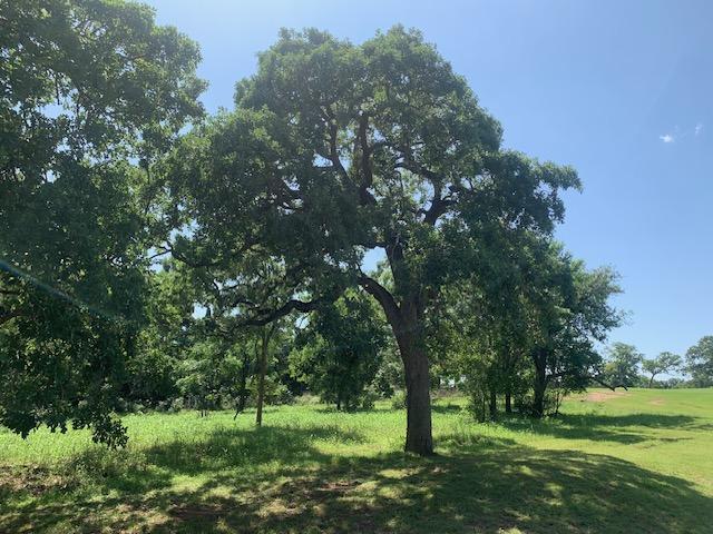 258 Colovista Pkwy, Bastrop, TX 78602