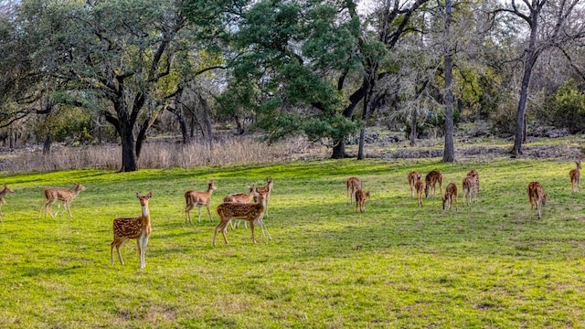 124 Hoskins Trl, Boerne, TX 78006 - view of property's community with a yard and a rural view