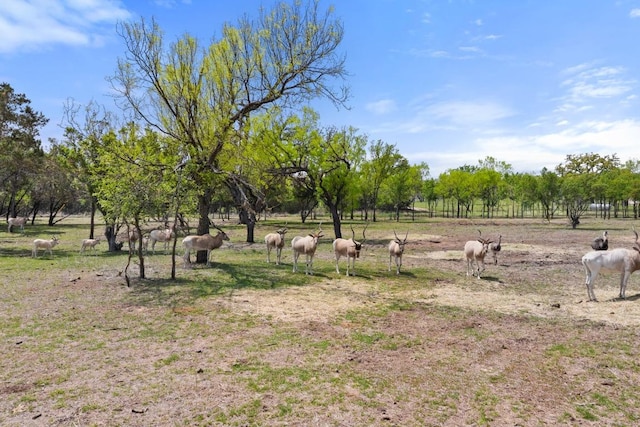 10900 Ranch Road 1323, Johnson City, TX 78636 - view of yard featuring a rural view
