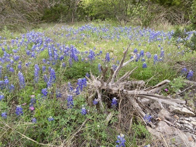 1365 Pedernales Hills Rd, Johnson City, TX 78636 - photo 4