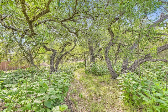 view of local wilderness