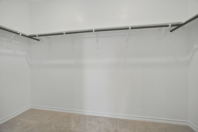 spacious closet featuring carpet floors