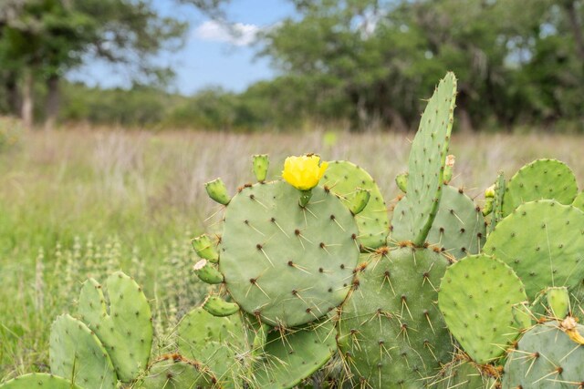120 Trophy Oak Pt, Fredericksburg, TX 78624 - photo 29