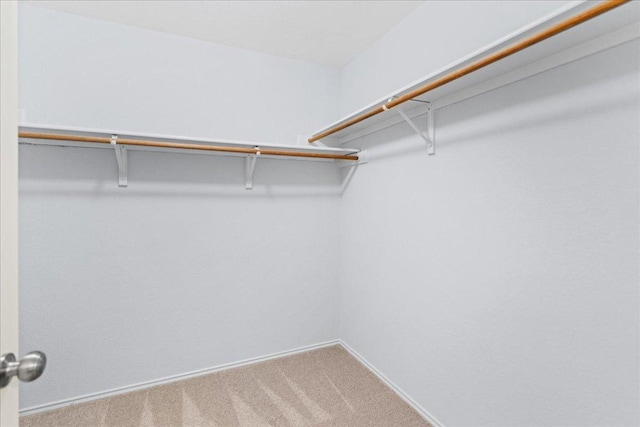 16900 Abyssinian Ln, Round Rock, TX 78681 - walk in closet featuring carpet flooring