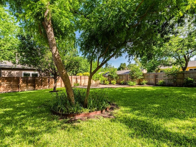 1316 Arcadia Ave, Austin, TX 78757 - view of yard