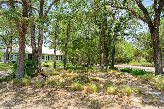 11525 Fm 86th Rd, Lockhart, TX 78644 - view of yard