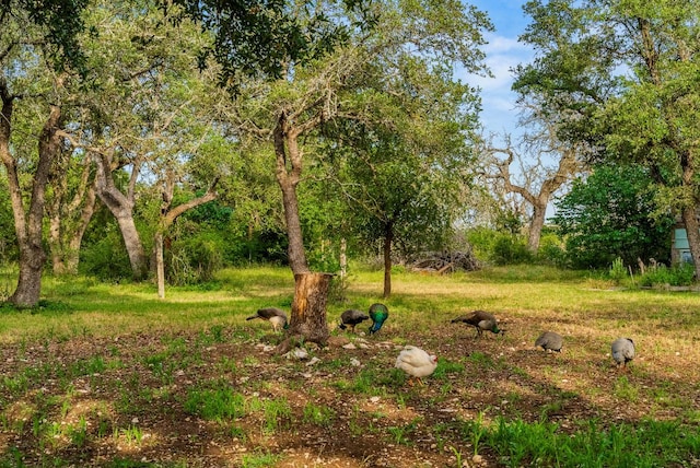 1181 Live Oak Trl, Liberty Hill, TX 78642 - view of yard