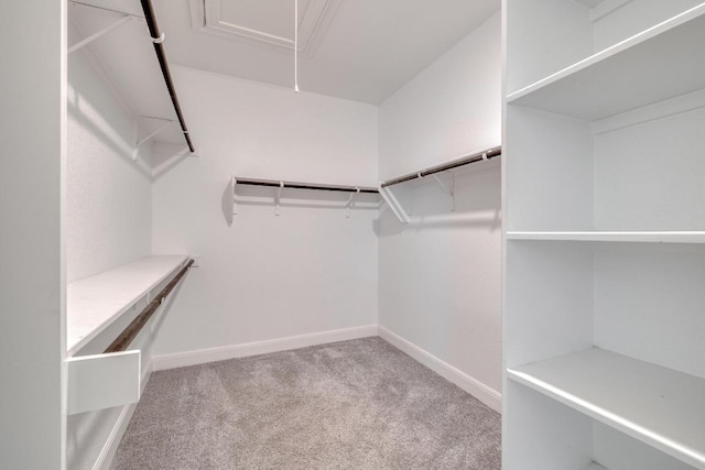 3241 Aurelia Ln, Round Rock, TX 78665 - walk in closet featuring attic access and carpet flooring