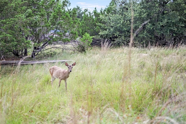 18700 Venture Dr, Point Venture, TX 78645 - view of yard