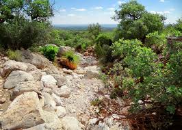 12505 Stapp Ct, Austin, TX 78732 - view of nature
