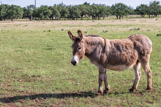 1185 County Road 258, Bertram, TX 78605 - photo 21