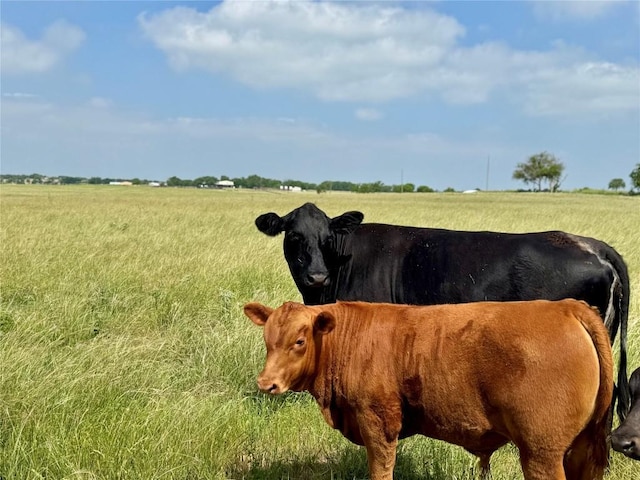 12ACRES Smith Dairy Rd, Belton, TX 76513 - photo 5
